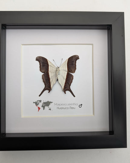 Framed Marpesia Zerynthia Butterfly Display, Ethically Sourced Taxidermy Gift