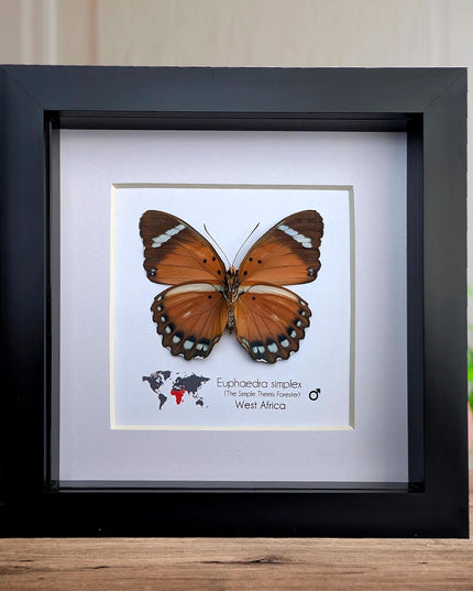 Framed Taxidermy Butterfly, Euphaedra Eleus, Entomology Wall Decor (6x6)