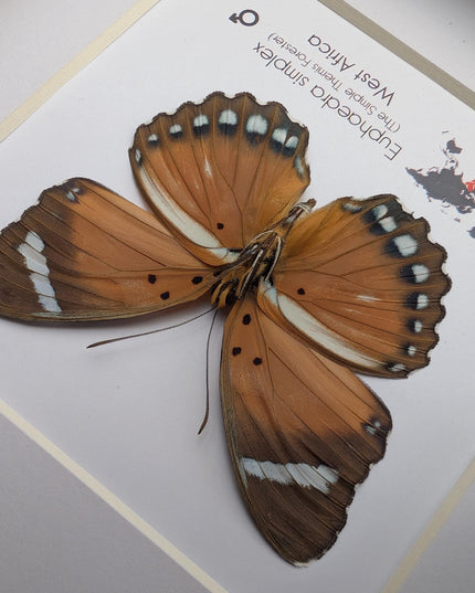 Framed Taxidermy Butterfly, Euphaedra Eleus, Entomology Wall Decor (6x6)