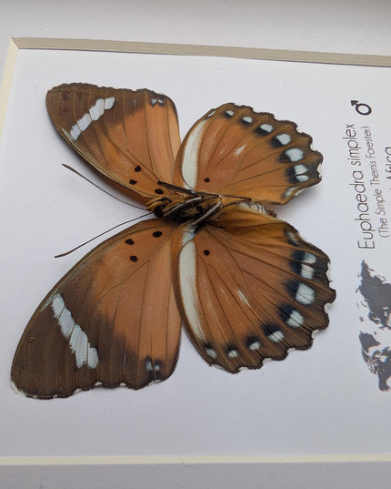 Framed Taxidermy Butterfly, Euphaedra Eleus, Entomology Wall Decor (6x6)