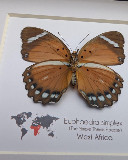 Framed Taxidermy Butterfly, Euphaedra Eleus, Entomology Wall Decor (6x6)