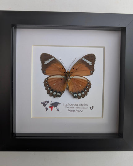 Framed Taxidermy Butterfly, Euphaedra Eleus, Entomology Wall Decor (6x6)