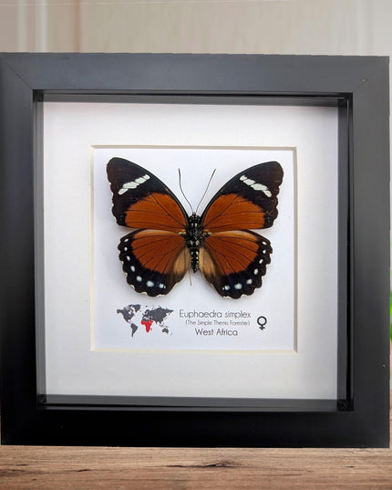 Framed Taxidermy Butterfly, Eleus Orange Forester, Entomology Wall Decor (6x6)