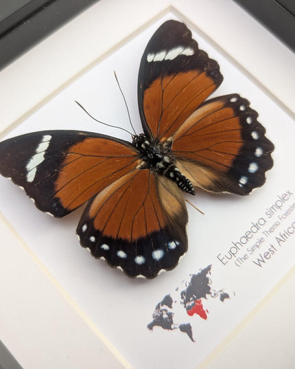 Framed Taxidermy Butterfly, Eleus Orange Forester, Entomology Wall Decor (6x6)