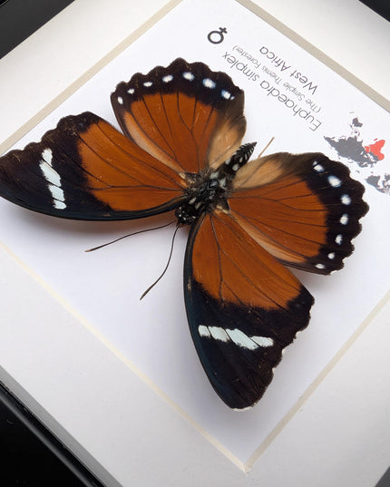 Framed Taxidermy Butterfly, Eleus Orange Forester, Entomology Wall Decor (6x6)