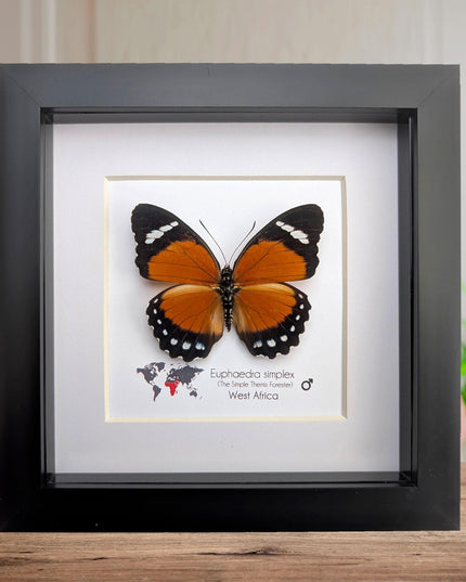 Framed Taxidermy Butterfly, Euphaedra Eleus, Entomology Wall Decor (6x6)