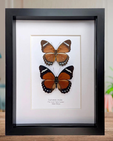 Framed Taxidermy Butterfly Pair, Euphaedra Eleus, Entomology Wall Art (6x6)