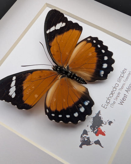 Framed Taxidermy Butterfly, Euphaedra Eleus, Entomology Wall Decor (6x6)