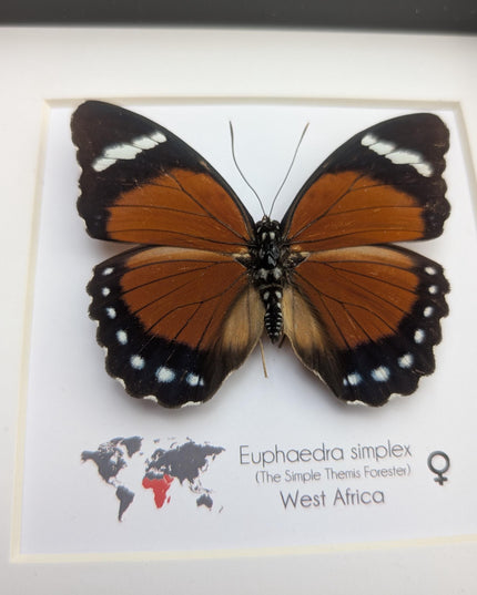 Framed Taxidermy Butterfly, Eleus Orange Forester, Entomology Wall Decor (6x6)