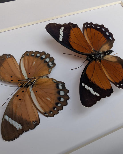 Framed Taxidermy Butterfly Pair, Euphaedra Eleus, Entomology Wall Art (6x6)