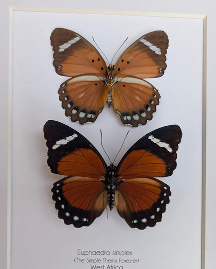 Framed Taxidermy Butterfly Pair, Euphaedra Eleus, Entomology Wall Art (6x6)