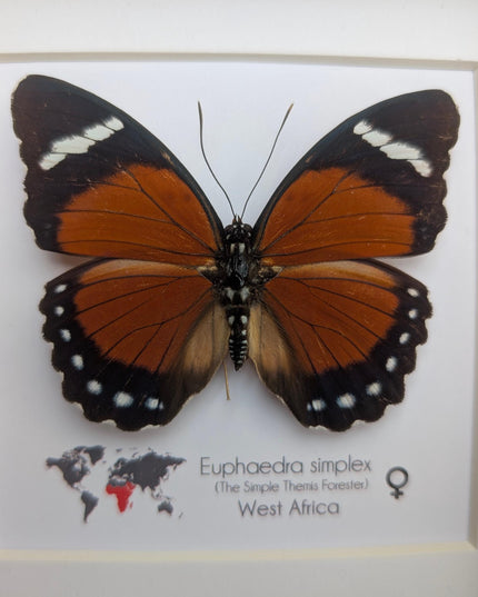 Framed Taxidermy Butterfly, Eleus Orange Forester, Entomology Wall Decor (6x6)