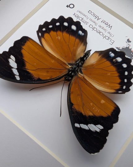 Framed Taxidermy Butterfly, Euphaedra Eleus, Entomology Wall Decor (6x6)