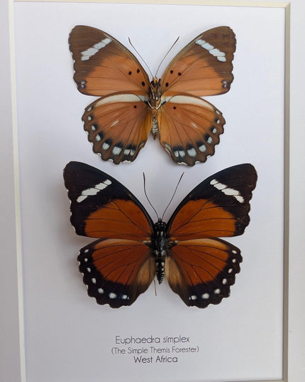 Framed Taxidermy Butterfly Pair, Euphaedra Eleus, Entomology Wall Art (6x6)