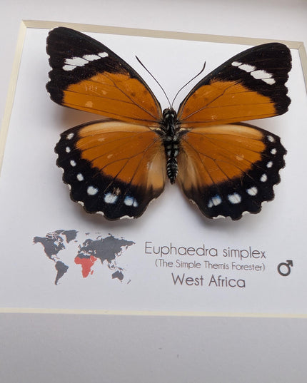 Framed Taxidermy Butterfly, Euphaedra Eleus, Entomology Wall Decor (6x6)