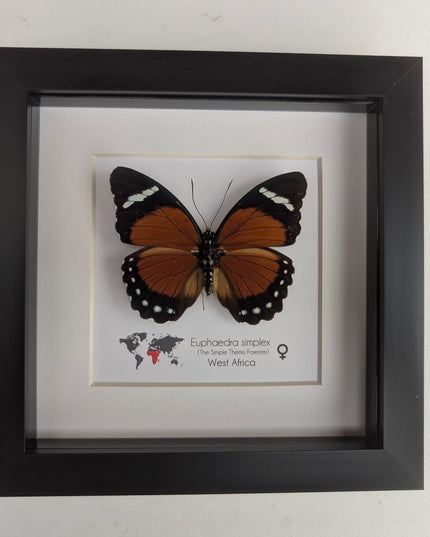 Framed Taxidermy Butterfly, Eleus Orange Forester, Entomology Wall Decor (6x6)