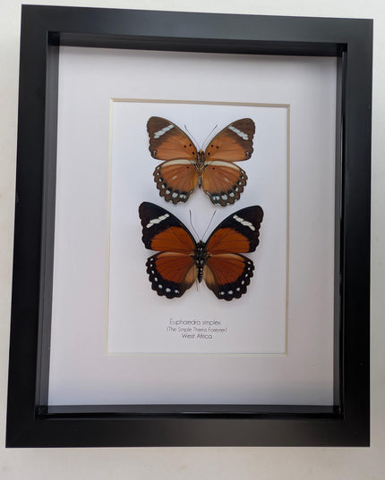 Framed Taxidermy Butterfly Pair, Euphaedra Eleus, Entomology Wall Art (6x6)