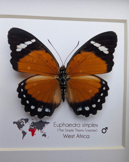 Framed Taxidermy Butterfly, Euphaedra Eleus, Entomology Wall Decor (6x6)