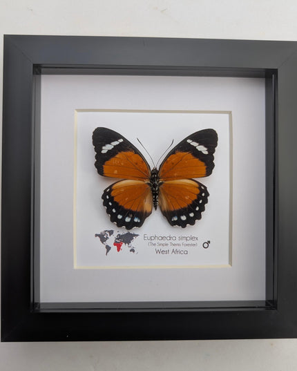 Framed Taxidermy Butterfly, Euphaedra Eleus, Entomology Wall Decor (6x6)
