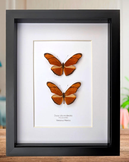 Framed julia butterfly taxidermy: entomology wall decor (8x10) pair