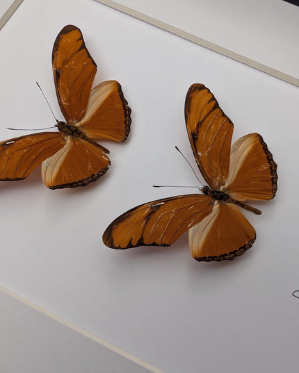 Framed julia butterfly taxidermy: entomology wall decor (8x10) pair