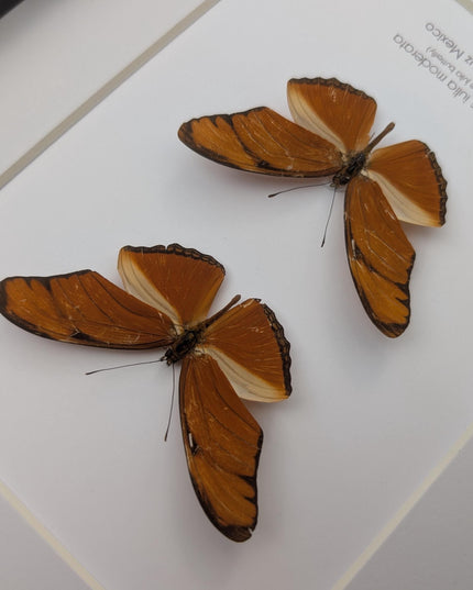 Framed julia butterfly taxidermy: entomology wall decor (8x10) pair