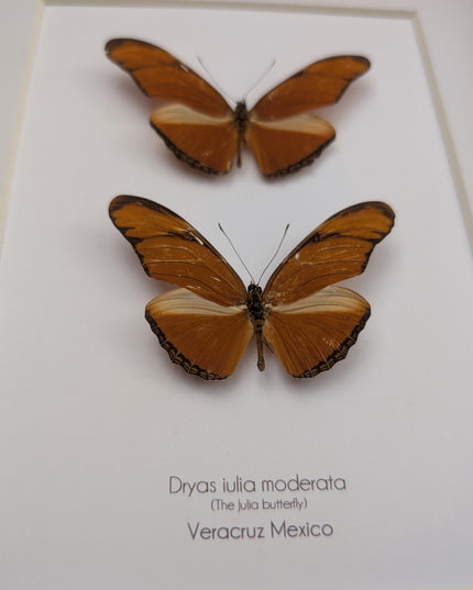 Framed julia butterfly taxidermy: entomology wall decor (8x10) pair