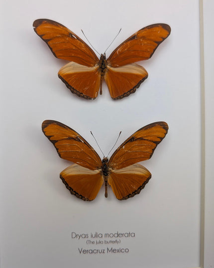 Framed julia butterfly taxidermy: entomology wall decor (8x10) pair