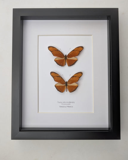 Framed julia butterfly taxidermy: entomology wall decor (8x10) pair