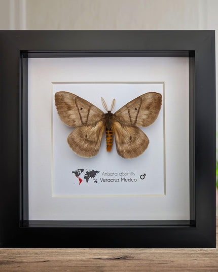 Periphoba Rosacae Moth Taxidermy, Framed Entomology Wall Art