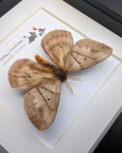 Periphoba Rosacae Moth Taxidermy, Framed Entomology Wall Art