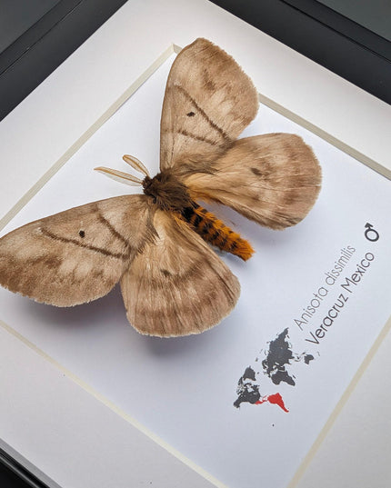 Periphoba Rosacae Moth Taxidermy, Framed Entomology Wall Art