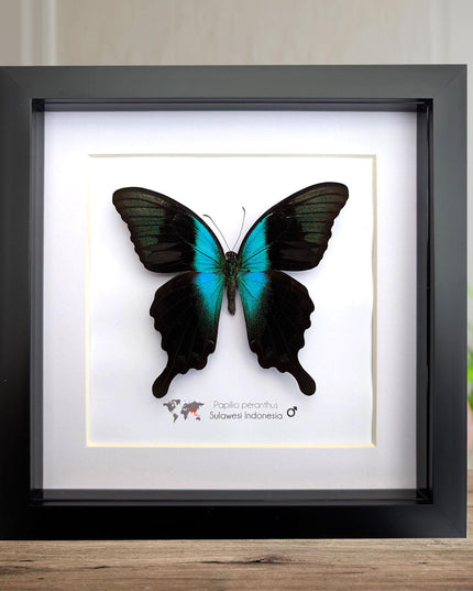 Framed peranthus swallowtail butterfly taxidermy: ethically sourced entomology display