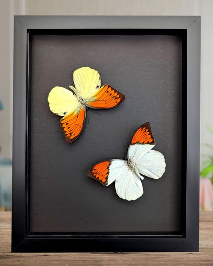 Framed brimstone wing butterfly set: yellow & orange indonesian display (8" x 10")