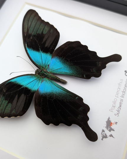 Framed peranthus swallowtail butterfly taxidermy: ethically sourced entomology display