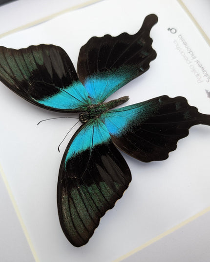 Framed peranthus swallowtail butterfly taxidermy: ethically sourced entomology display