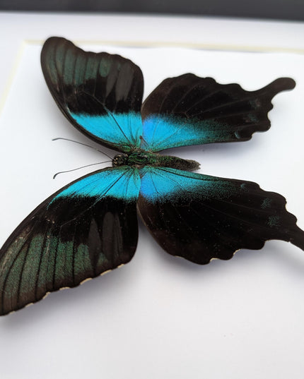 Framed peranthus swallowtail butterfly taxidermy: ethically sourced entomology display