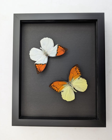 Framed brimstone wing butterfly set: yellow & orange indonesian display (8" x 10")