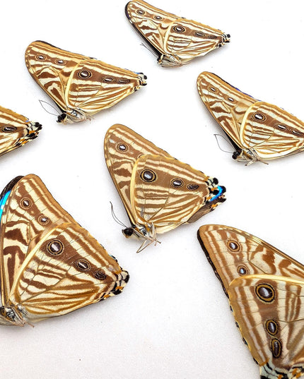 Morpho zephyritis butterfly papered specimens - set of 7