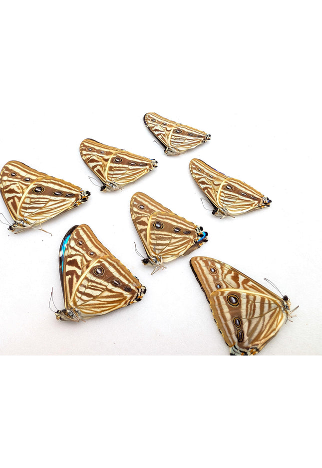 Morpho zephyritis butterfly papered specimens - set of 7