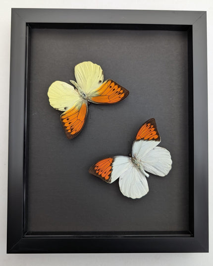 Framed brimstone wing butterfly set: yellow & orange indonesian display (8" x 10")