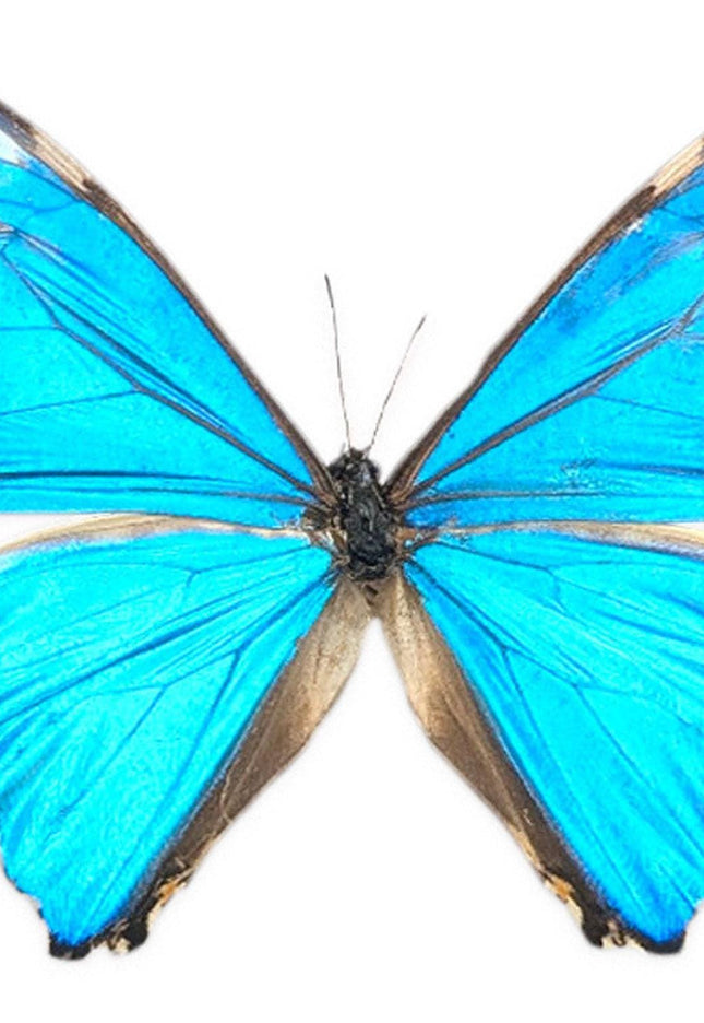 Morpho zephyritis butterfly papered specimens - set of 7