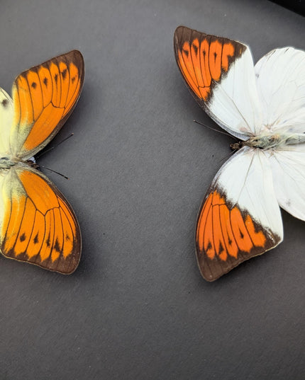 Framed brimstone wing butterfly set: yellow & orange indonesian display (8" x 10")
