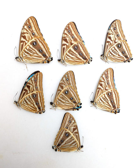 Morpho zephyritis butterfly papered specimens - set of 7