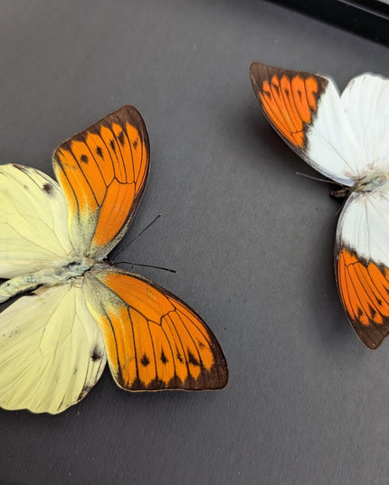 Framed brimstone wing butterfly set: yellow & orange indonesian display (8" x 10")