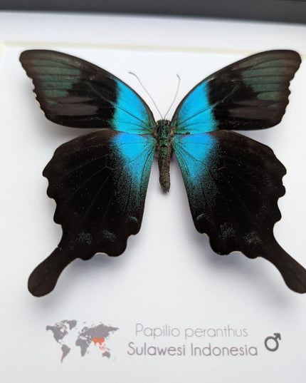 Framed peranthus swallowtail butterfly taxidermy: ethically sourced entomology display