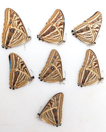 Morpho zephyritis butterfly papered specimens - set of 7
