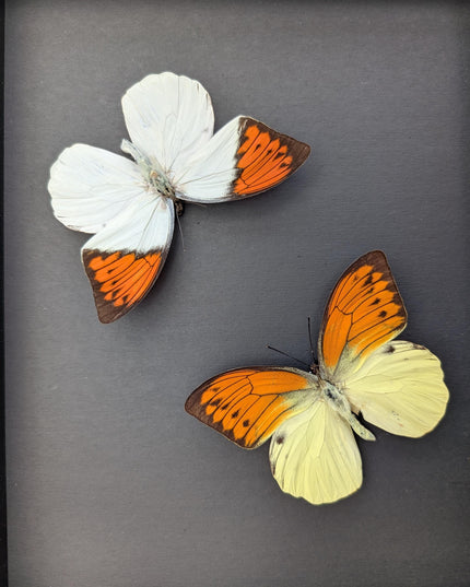 Framed brimstone wing butterfly set: yellow & orange indonesian display (8" x 10")