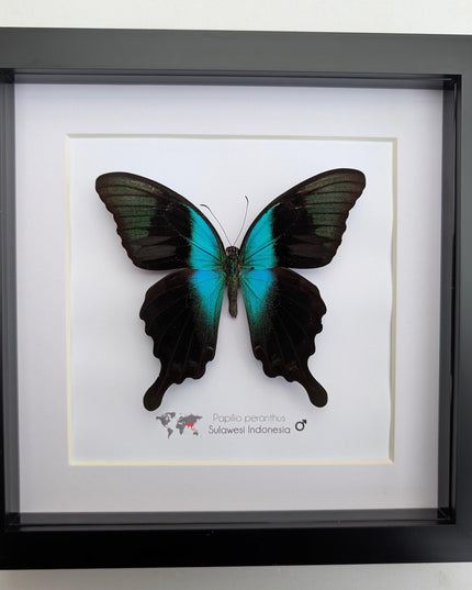 Framed peranthus swallowtail butterfly taxidermy: ethically sourced entomology display