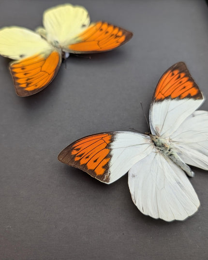 Framed brimstone wing butterfly set: yellow & orange indonesian display (8" x 10")